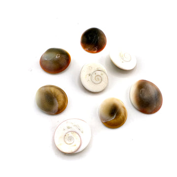 Shiva Shell Cabochon 19-21mm